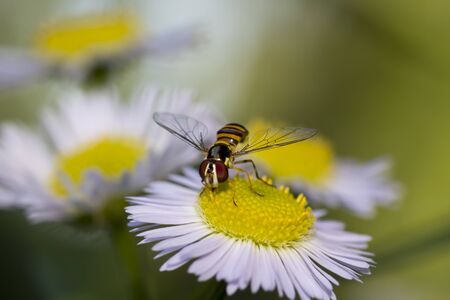 Hoverfly on daisy fleabane flowerの写真素材