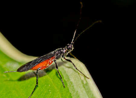 Sawfly on leaf closeupの写真素材