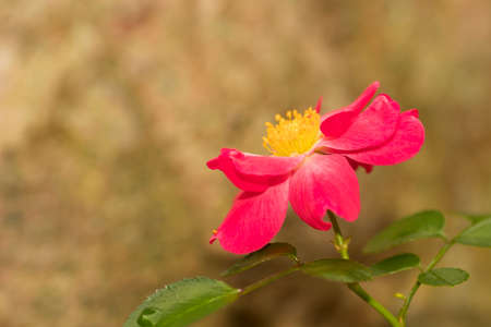 Pink rose on textured backgroundの写真素材