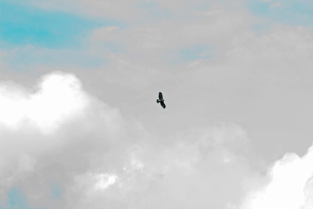Hawk flying in the clouds