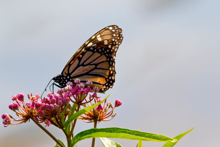 Monarch butterfly on purple wildflowers, closeup
