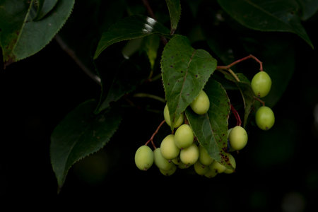 Grape-like fruit on a tree