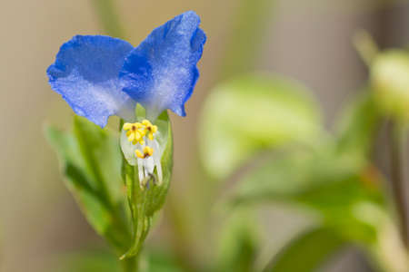 Blue day flower, Commelina, in the garden.の写真素材