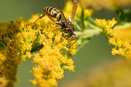 Macrophotography of a wasp on yellow goldenrod flowers.