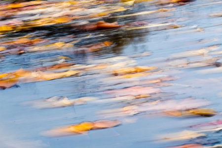 ICM image of orange leaves on the surface of blue water.