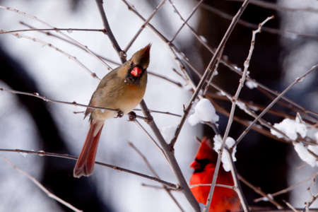 Female cardinal bird in tree in winter with male blurred in the background.の写真素材