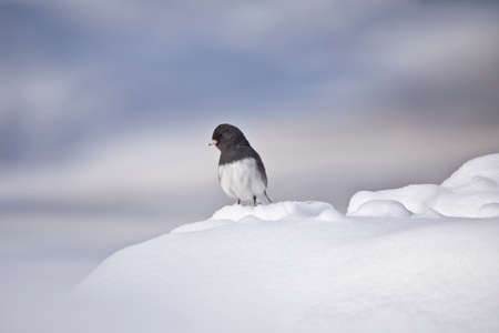 Dark eyed junco bird looking down a pile of snow with blurred background.の写真素材