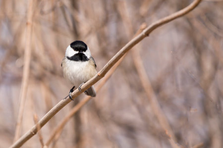 Closeup bird photography of the front view of a cute black capped chickadee perching on a branchの写真素材