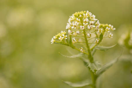 Macrophotography of a bunch of tiny white wildflowers of a Shepard's purse plantの写真素材