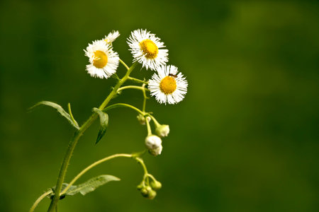 Closeup of daisy fleabane flowers isolated on a blurred green bokeh background.の写真素材