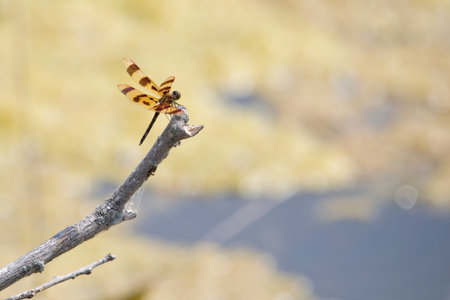 Halloween pennant dragonfly at rest on a stick.の写真素材