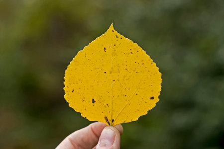 Human hand holding yellow autumn leaf isolated on green bokeh background.