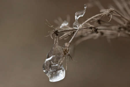 Close up photo of an icy plant in winter isolated on a brown background.の写真素材