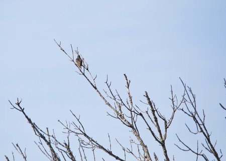 Bird perching on the top of a tree far away with blue sky background.