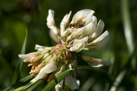 Tiny ground cricket on a white clover flower macro photography.の写真素材