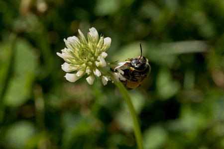 Bee drinking nectar from a white clover flower on a summer day