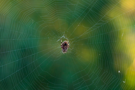 Side view Female spotted orbweaver (Neoscona crucifera) spider on its web macrophotography. Only...