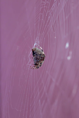 Side view Female spotted orbweaver (Neoscona crucifera) spider on its web macrophotography. Only...