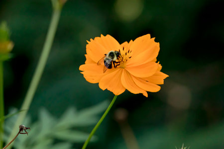 Mining bee gathering nectar from an orange cosmos flower in an Iowa flowerbed on a summer morning.の写真素材