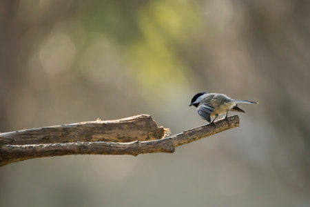 Black capped chickadee bird about to take off in flight from a lilac tree branch isolated on a neutral toned background.の写真素材