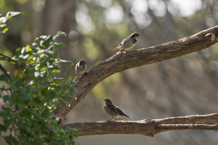 Two male house sparrows and one female house sparrow in a lilac tree isolated on a bokeh background in an Iowa yard on a summer morning.の写真素材