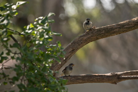 Two male house sparrows in a lilac tree on a summer morning in an Iowa backyard.の写真素材