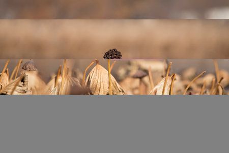Dried up seed pod of a water lily isolated on a brown background on a fall day in Iowa.の写真素材