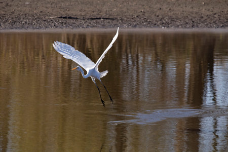 A Great egret flies over the water of the Mississippi RIver on an autumn day in Iowa.の写真素材
