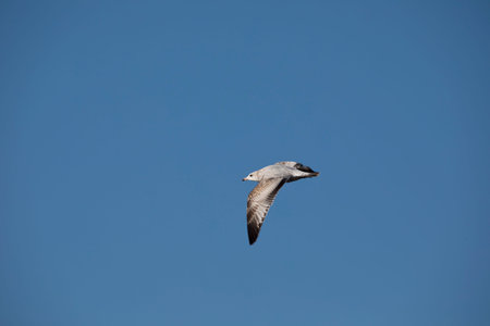 Ring billed gull flies in the blue sky over the Mississippi River in Iowa on a fall day.