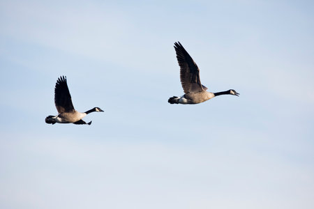Canada geese in flight over the Mississippi River on an autumn day in Iowa.の写真素材