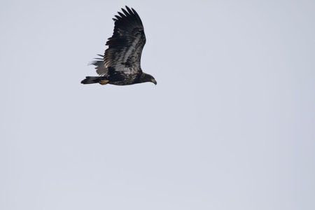 Juvenile bald eagle (Haliaeetus leucocephalus) in flight isolated on a light blue background.
