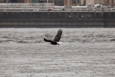 Bald Eagle, Haliaeetus leucocephalus in flight near the dam at Davenport, Iowa on a winter day.