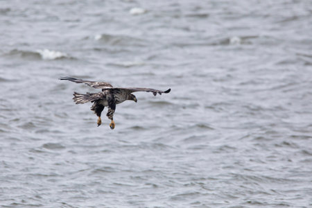 Back view of a Juvenile bald eagle (Haliaeetus leucocephalus) trying to catch a fish on the...