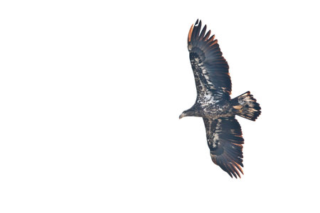 Juvenile Bald Eagle (Haliaeetus leucocephalus) in flight isolated on white in Davenport, Iowa on a...