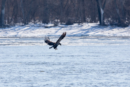 A juvenile bald eagle in flight fishing on the Mississippi River in Davenport, Iowa on a winter day with snow and trees blurred in the background.の写真素材