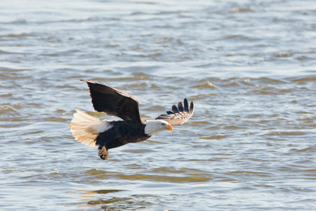 An adult bald eagle in flight fishing on the Mississippi River in Davenport, Iowa on a winter day.