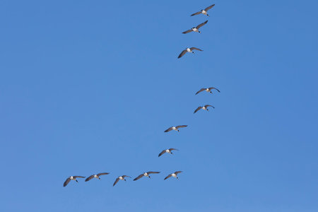 Group of geese flying in a V in the blue sky background in Davenport, Iowa on a winter day.