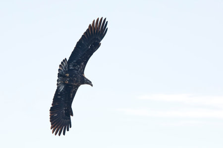 Juvenile Bald Eagle (Haliaeetus leucocephalus) in flight isolated in the blue sky in Davenport, Iowa on a winter day.の写真素材
