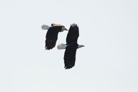 Two Adult Bald Eagles (Haliaeetus leucocephalus) in flight isolated in the blue sky in Davenport,...