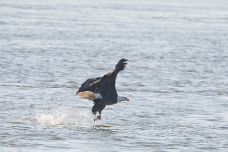 An adult bald eagle splashing in the Mississippi River as it catches a fish in Davenport, Iowa on a...