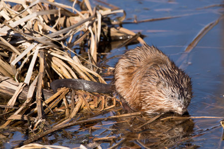 Front view of a muskrat drinking at the water's edge of a marsh in Iowa on a winter afterrnoon.の写真素材