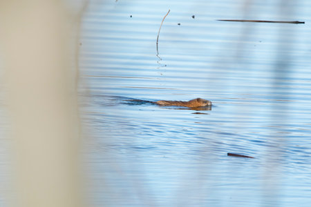 Far away view of a muskrat swimming in the water of a marsh in Iowa on a winter afterrnoon.の写真素材