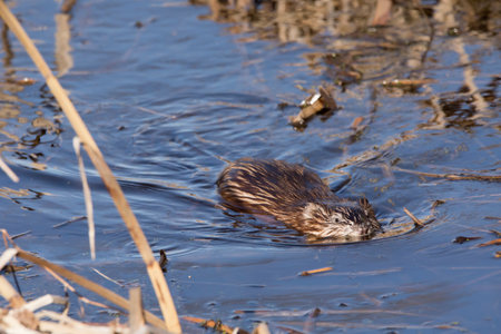 A muskrat swims in a marsh in Iowa on a winter afterrnoon.の写真素材