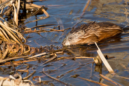 A muskrat comes out of the water near the reeds in an Iowa marsh on a winter afternoon.の写真素材