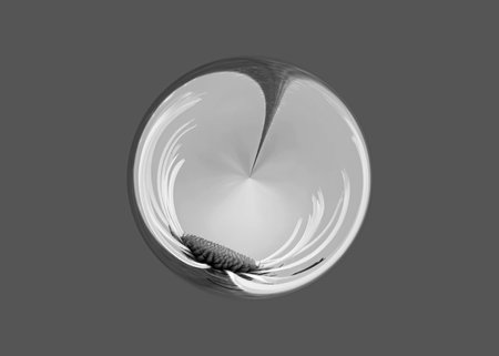 Monochrome daisy floral abstract design on a gray background.の写真素材