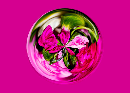 abstract background of pink carnation flowers on a pink backgroundの写真素材