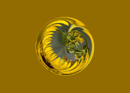 abstract background with a yellow wildflower in the form of a ballの写真素材