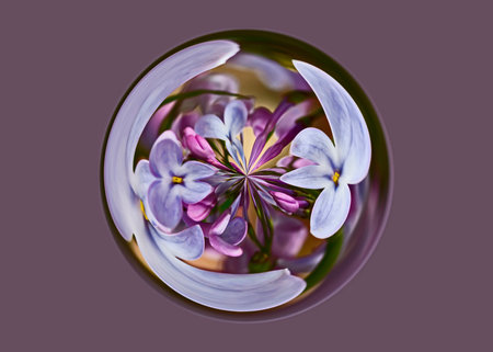Abstract image of lilac flowers in a sphere on a purple backgroundの写真素材