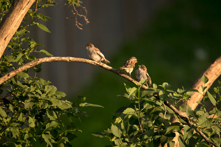A group of house sparrows sitting on a lilac tree branch at sunset in an Iowa backyard in the spring.の写真素材