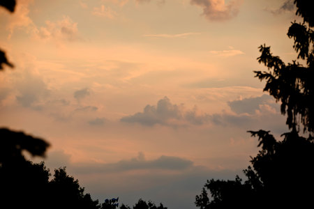 Silhouette of trees and sky at sunset with muted colors. Natural background.の写真素材